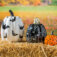 Downloaded from Shopify for use with Vendor ID (163) and Product ID (6633851945038).