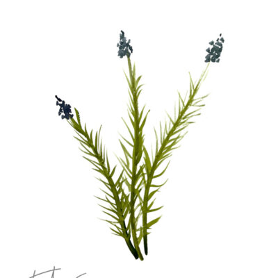 Downloaded from Shopify for use with Vendor ID (34) and Product ID (6962912591938). Downloaded from Shopify for use with Vendor ID (34) and Product ID (6962912591938).