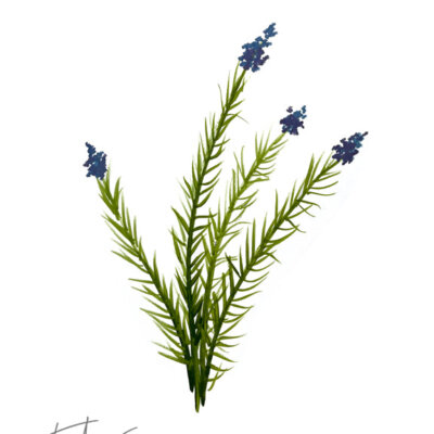 Downloaded from Shopify for use with Vendor ID (34) and Product ID (6962912919618). Downloaded from Shopify for use with Vendor ID (34) and Product ID (6962912919618).