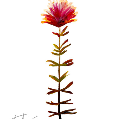 Downloaded from Shopify for use with Vendor ID (34) and Product ID (6963785105474). Downloaded from Shopify for use with Vendor ID (34) and Product ID (6963785105474).