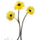 Downloaded from Shopify for use with Vendor ID (34) and Product ID (6963785498690).