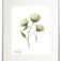 Downloaded from Shopify for use with Vendor ID (34) and Product ID (6963786121282).