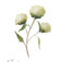 Downloaded from Shopify for use with Vendor ID (34) and Product ID (6963786121282).