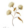 Downloaded from Shopify for use with Vendor ID (34) and Product ID (6963786645570).