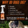 No Holes; Why Dogs Dig (1500 × 1500 px)
