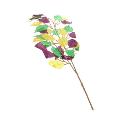Ficus Spray, Mardi Gras