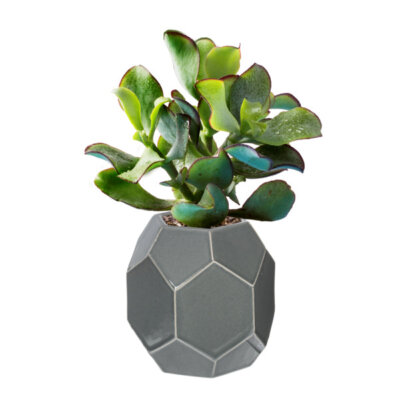 Downloaded from Shopify for use with Vendor ID (163) and Product ID (8034412888380). Downloaded from Shopify for use with Vendor ID (163) and Product ID (8034412888380).