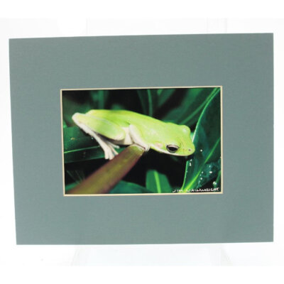 Jim Wainwright Frog Print