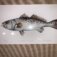 Downloaded from Shopify for use with Vendor ID (124) and Product ID (2444688949305).