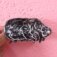 Downloaded from Shopify for use with Vendor ID (26) and Product ID (9593646809366).