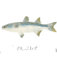 Downloaded from Shopify for use with Vendor ID (124) and Product ID (7528959115431).