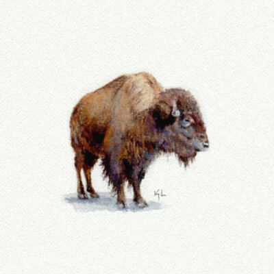 Buffalo Miniature watercolor reproduction by Karen Libecap