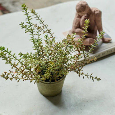 Burrito Sedum Potted Plant