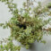 Downloaded from Shopify for use with Vendor ID (199) and Product ID (10046309237030).