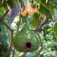 Downloaded from Shopify for use with Vendor ID (841) and Product ID (10147751330070).