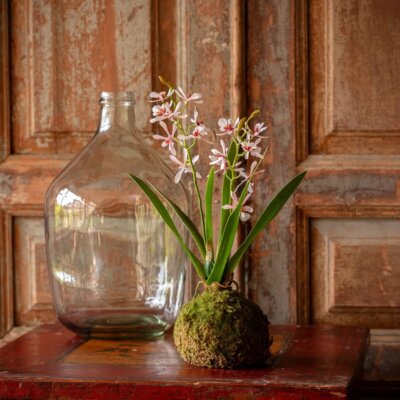 Variegated Pink Orchid Moss Ball