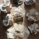 Downloaded from Shopify for use with Vendor ID (721) and Product ID (10065271390528).