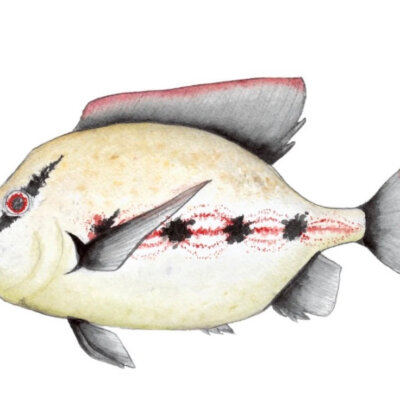 Rock Bass Watercolor Print | Annie Neill