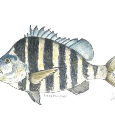 Sheepshead Watercolor Print | Annie Neill
