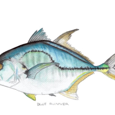 Blue Runner Watercolor Print | Annie Neill