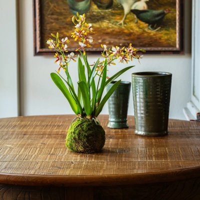 Vanda Orchid in Moss Ball Golden Amethyst