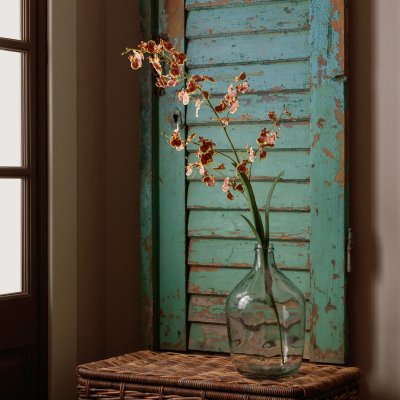 Dancing Lady Orchid Stem